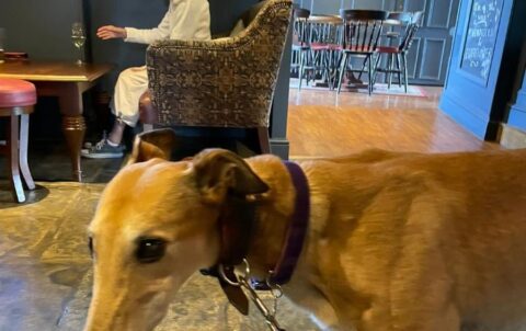 The Greyhound Inn: One of Buckinghamshire’s Top Dog Friendly Pubs