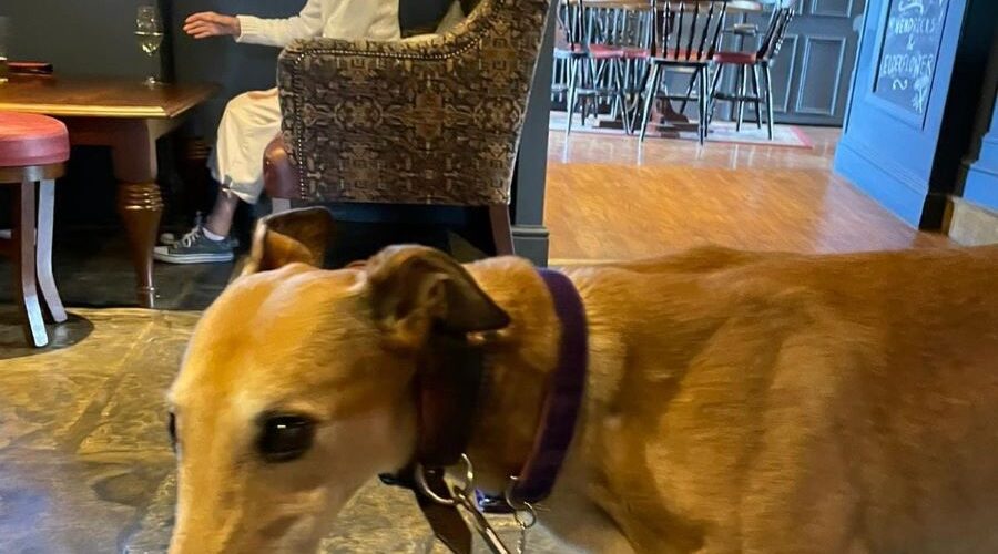 The Greyhound Inn: One of Buckinghamshire’s Top Dog Friendly Pubs